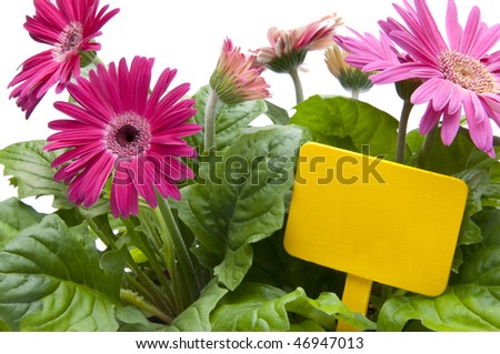 A grouping of Spring daisies in various shades of pink with a bright yellow blank sign / garden stake.  Isolated on a white background.