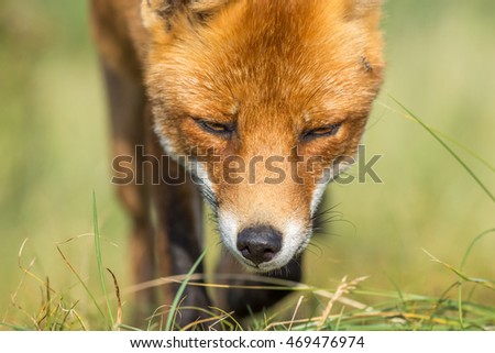 European red fox, macro photo