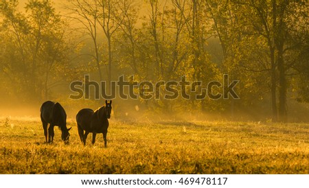 Horses in Field at Sunset Royalty-Free Stock Photo #469478117