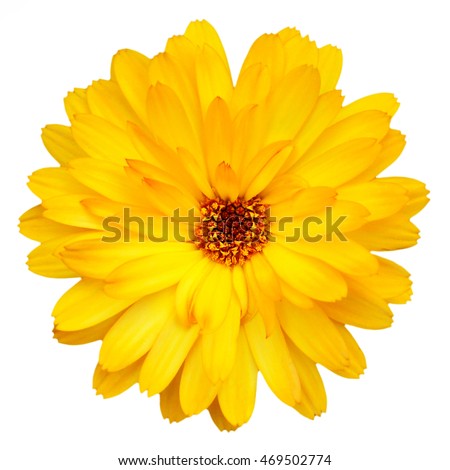 yellow isolated flower Royalty-Free Stock Photo #469502774