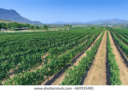 Landscape picture of wine yard in Thailand 