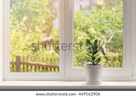 crassula flower in pot on windowsill Royalty-Free Stock Photo #469562906