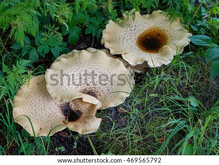 Dryad's Saddle / Pheasant Back Mushroom / Polyporus squamosus fungi fungus tree wood symbiont Royalty-Free Stock Photo #469565792