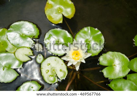 White Thai Lotus Flower Bangkok, Thailand