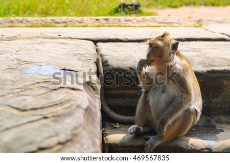 Isolated Monkey Ankor Wat, Siem Reap, Cambodia