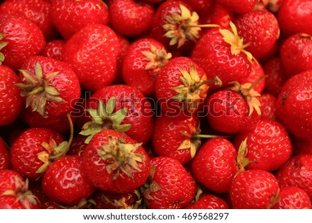 Freshly picked ripe organic strawberries
