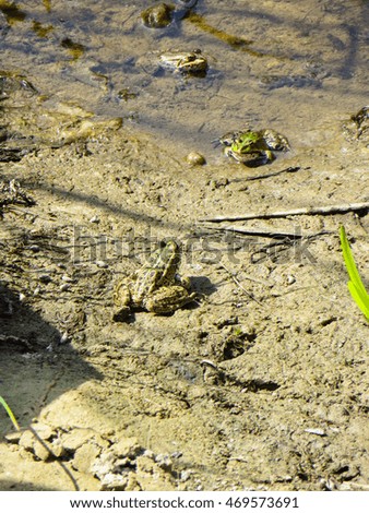 Green frogs in a swamp