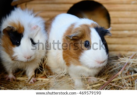 Cute Red and White Guinea Pig Close-up. Little Pet in its House