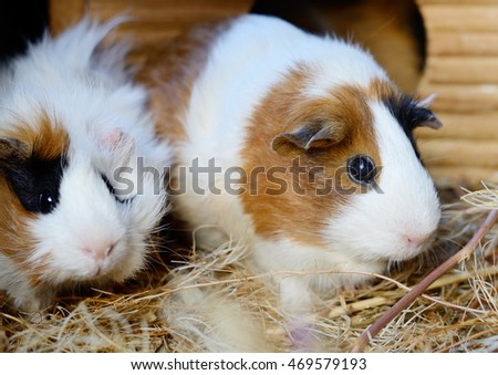 Cute Red and White Guinea Pig Close-up. Little Pet in its House