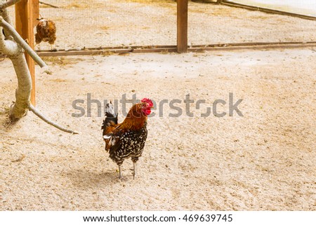 Cock - Rooster, symbol of New 2017 - according to Chinese calendar Year of red fiery cock. Festive background with bird-symbol of coming new year. Pet bird rooster in a cage with sand in poultry farm