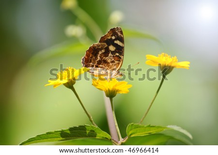 Beautiful butterfly perched on a yellow flower