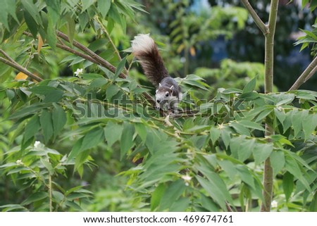 Animals in wildlife, squirrel eating and finding fruits on the tree