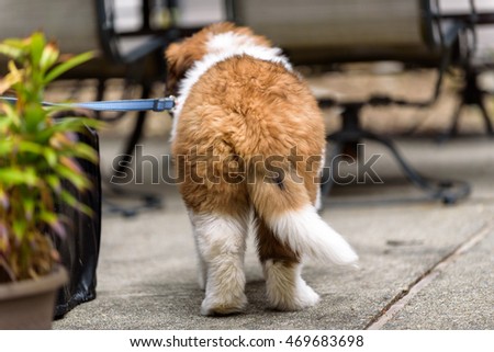 Saint Bernard puppy on a leash on a patio
 Royalty-Free Stock Photo #469683698