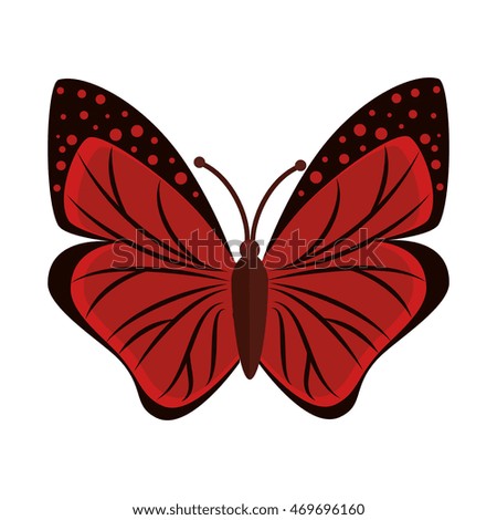 butterfly animal insect animal wings fly front open spring artistic vector illustration isolated