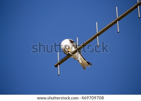 A Brown Goshawk ,Australian Goshawk, Chicken-hawk, Grey-headed Goshawk, Western Goshawk, Collared Goshawk  a medium-sized raptor (bird of prey) perched on a TV antenna .