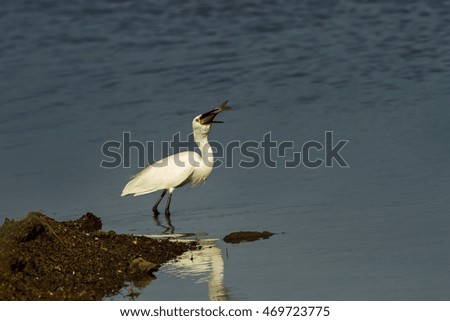 Great egret eating fish in the nature.