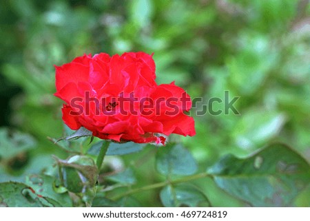 red rose and green leaf with sunlight