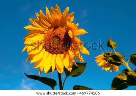 Sunflower in full bloom on blue sky