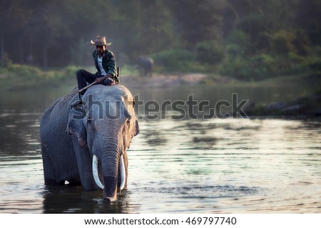 Asian elephants bathing and the trainers riding it 