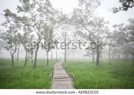 pathway in foggy forest