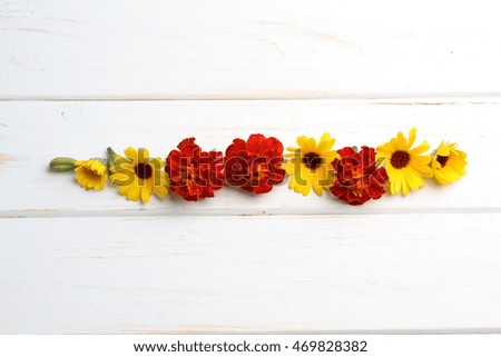 Calendula and Marigold flowers with leaves isolated on white. Flower line