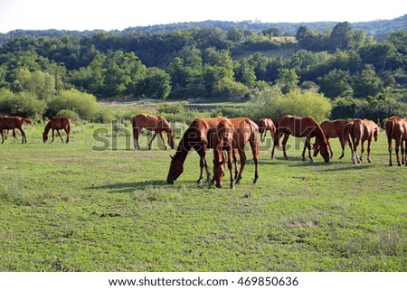 Green landscape with grazing horses on meadow near farm