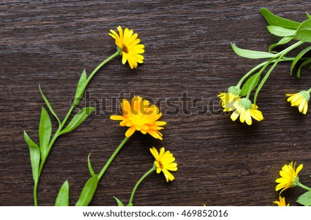 aromatic organic natural flowering herb of calendula