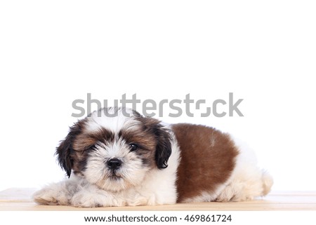 Cute white puppy White background. , Shih Tzu puppies