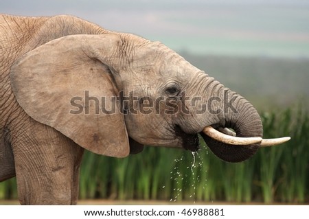 Large male elephant drinking water at a waterhole