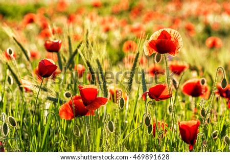 Red poppy flowers and fresh wheat at the field in sunset light, nature eco background