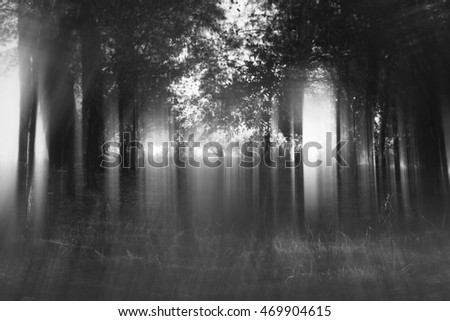 Abstract and mysterious background of blurred forest. Filtered image. Halloween concept
