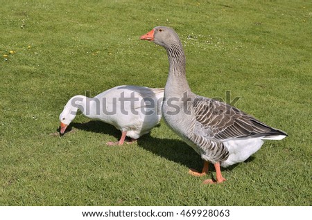 Two geese (Anser anser domesticus), one white and one gray, walking on the grass in front