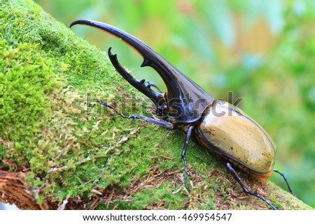 Hercules beetle (Dynastes hercules) in Ecuador  Royalty-Free Stock Photo #469954547