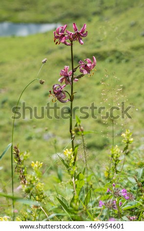 martagon lily, rarely native species in europe - lilium martagon, alpine wildflower meadow upper bavaria. Selective focus.