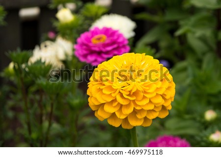 Summer flowers. In summer the gardens are blooming beautiful flowers. They have bright colors and come in different forms. Flowers is a garden decoration.