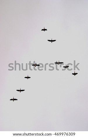 Flock of grey gooses flying in an peaked formation - silhouettes, view from straight below