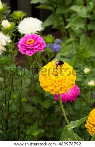 Summer flowers. In summer the gardens are blooming beautiful flowers. They have bright colors and come in different forms. Flowers is a garden decoration. Bumblebees and bees collect pollen.
