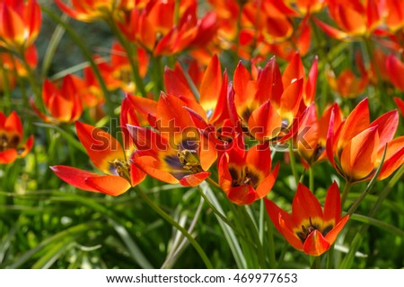 wild tulip Tulipa Little Princess in spring Royalty-Free Stock Photo #469977653