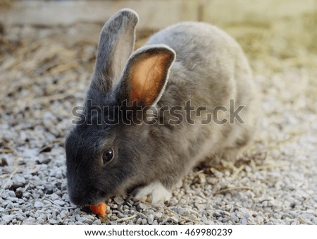 Cute little grey rabbit in a paddock.