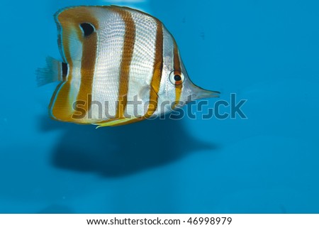 Cooperband Butterflyfish (Chelmon rostratus) in Aquarium