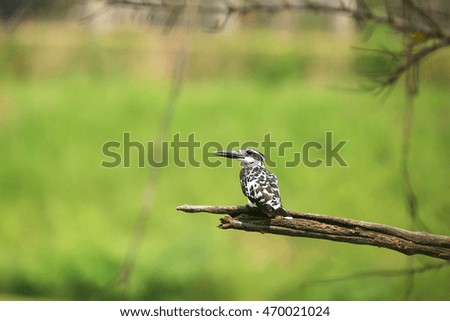 Pied Kingfisher - Ceryle rudis 