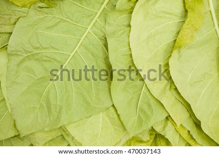 green tobacco leaves