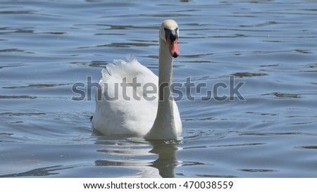 Portrait of Swan