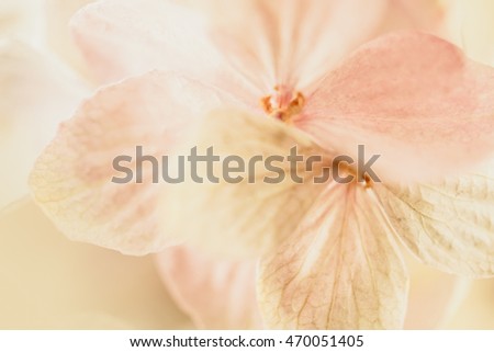 dried hydrangea in soft style for background