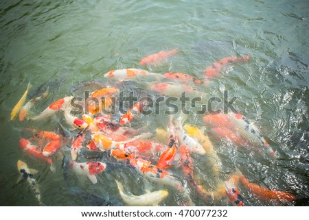Colorful Fancy carp fish in pond