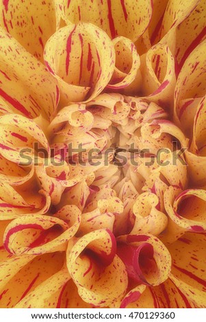 Yellow with red strip flower petals, close up and macro of chrysanthemum, beautiful abstract background.