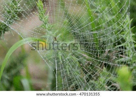 spiderweb photographed close-up