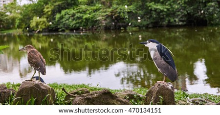 Night Heron, on a Rock
