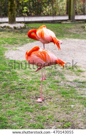 Two birds of Greater, American or Caribbean Flamingo sleeping