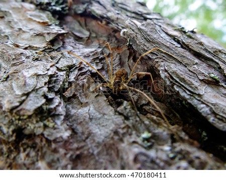 Spider on tree bark in the wild macro. Insects are arthropods. Spiders with long legs.